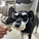 금산 활력의집 | 🐶 강아지영양제추천 금산이가홍삼 흑삼펫｜노견 면역력 관리에 진짜 좋아요