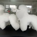 엄지애견미용 이미지