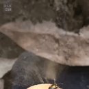 버섯포자샤워를 즐기는 딱정벌레.gif 이미지