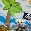 늘 예쁘개 이미지