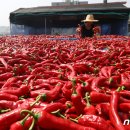 빨간고추 이미지