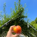 맛조아농장 이미지