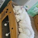 도담도담동물병원 이미지