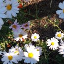 길손과 풀꽃 이미지