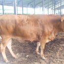 소들목장 이미지