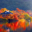 “부모님도 편하게 걷는 1km 코스래요”… 단풍이 비친 천 년 저수지길 산책 명소 이미지