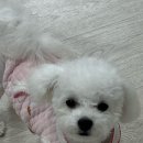 도그하우스 애견미용실 이미지