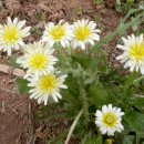 금산약초 이미지