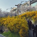 정평천 | 용인 벚꽃 수지 정평천 벚꽃 실시간 개화 현황 풍덕천동 주민들만 아는 꽃길 산책
