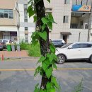 감로수 이미지