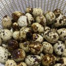 알마니농장 이미지