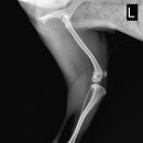 탕정동물의료센터 이미지