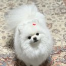 샵 세린파크 이미지