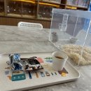 골든햄스터분양 탬펫 이미지