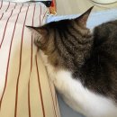 경기도 수원시 팔달구 세지로306번길 | 10월 세상에서 제일 긴 추석연휴 보내보자