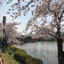 남경주ic주유소 | 26년 경주 1박2일 벚꽃 투어 및 먹거리 경주여행