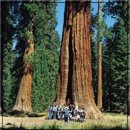 레드우드 이미지