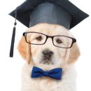 퍼피스쿨 이미지