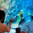 아쿠아리움 이미지