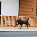 성지애견 이미지