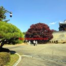 광성보주차장 | [강화 가볼만한곳] &#34;광성보&#34; 인정… 산책·전망·역사까지 한 번에 끝나는 코스