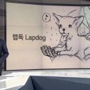 랩독