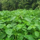 석문농장 이미지