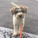 용인시 동물보호센터 이미지