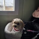 명곡로 | 대구 화원 미나리 삼겹살 맛집 명곡 토종 미나리 3호 흑돼지 후기