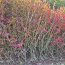 조경수 화살나무 1미터이상 빗살나무 판매 이미지