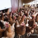 동남농장3 이미지