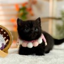 미오미오 고양이분양 이미지