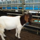 종부농장 이미지