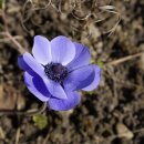 아네모네 이미지