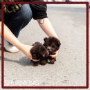 더케이펫 강아지분양 네이버블로그