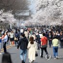 오늘부터 여의도 봄꽃 축제...황사는 언제까지? 이미지