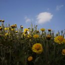 제19회 서산 국화 축제의이모 저모 이미지