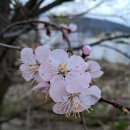 꽃보라개 이미지