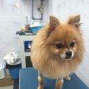 24시청주i동물병원 이미지