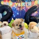 멍토피아 | 평택 애견 카페 안중 멍토피아 댕댕이 천국