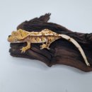 인터렙타일 이미지