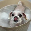 또왕또왕 Dog Salon 이미지