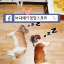 멍멍스토리 네이버블로그