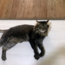 고양이 유치원 이미지