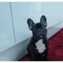 French Bulldog " Shiva " 이미지