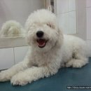 송이애견 이미지