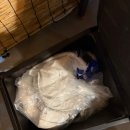 상 생 | 논현역 맛집 서울생막고기 : 삼겹살 불판에 오징어를 구워 먹은 내돈내산 후기