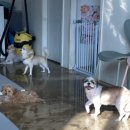 포멀독 반려견센터 이미지