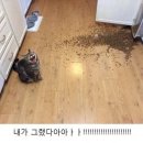 일루와 이미지