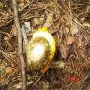 황금버섯 이미지